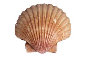 ScallopShell.jpg